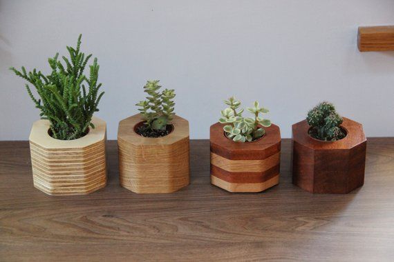 Plants in home interior. As green as it gets!