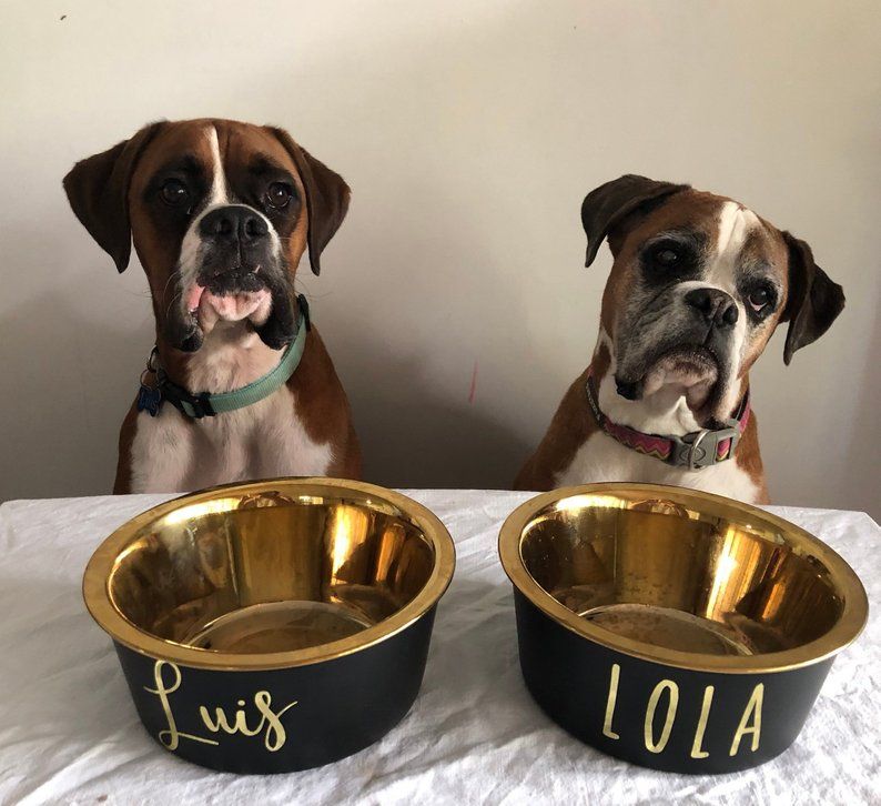 30+ Accessories for making your dog happy