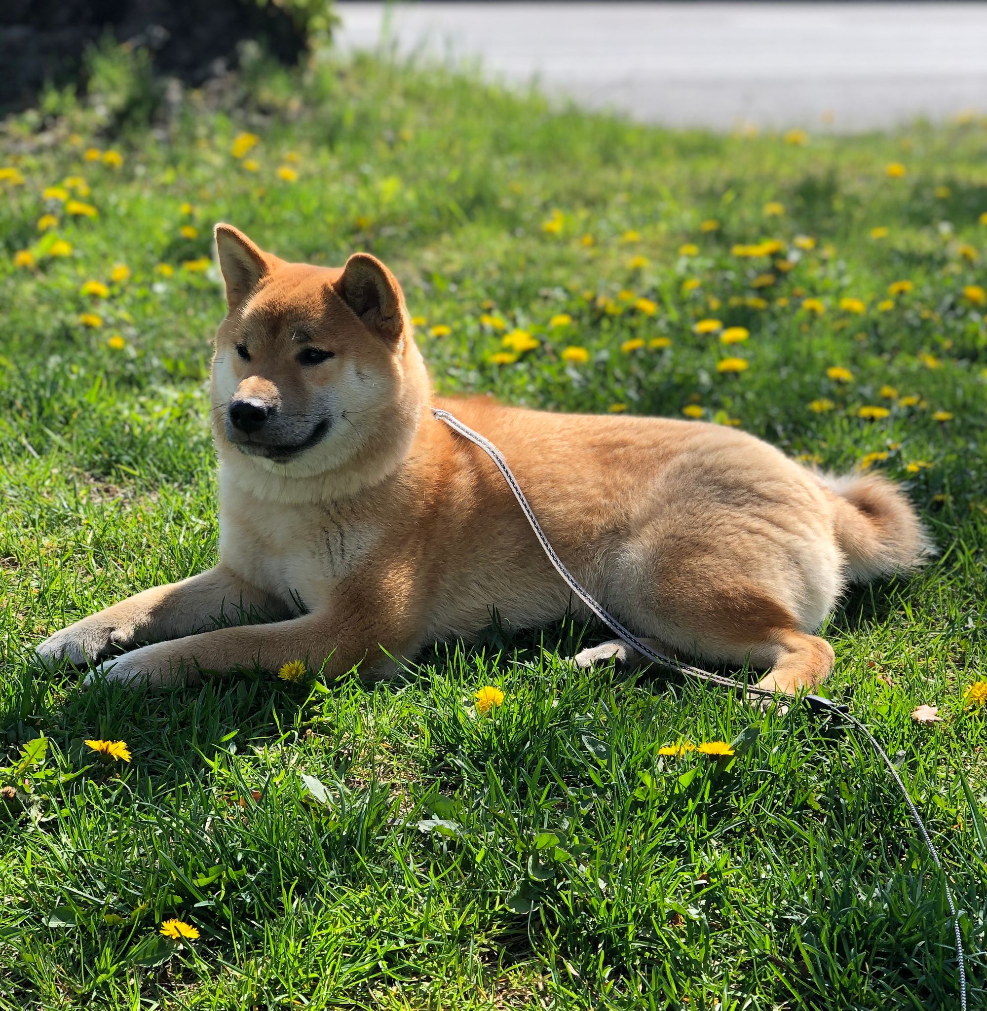 How to save your dog from heatstroke in hot weather