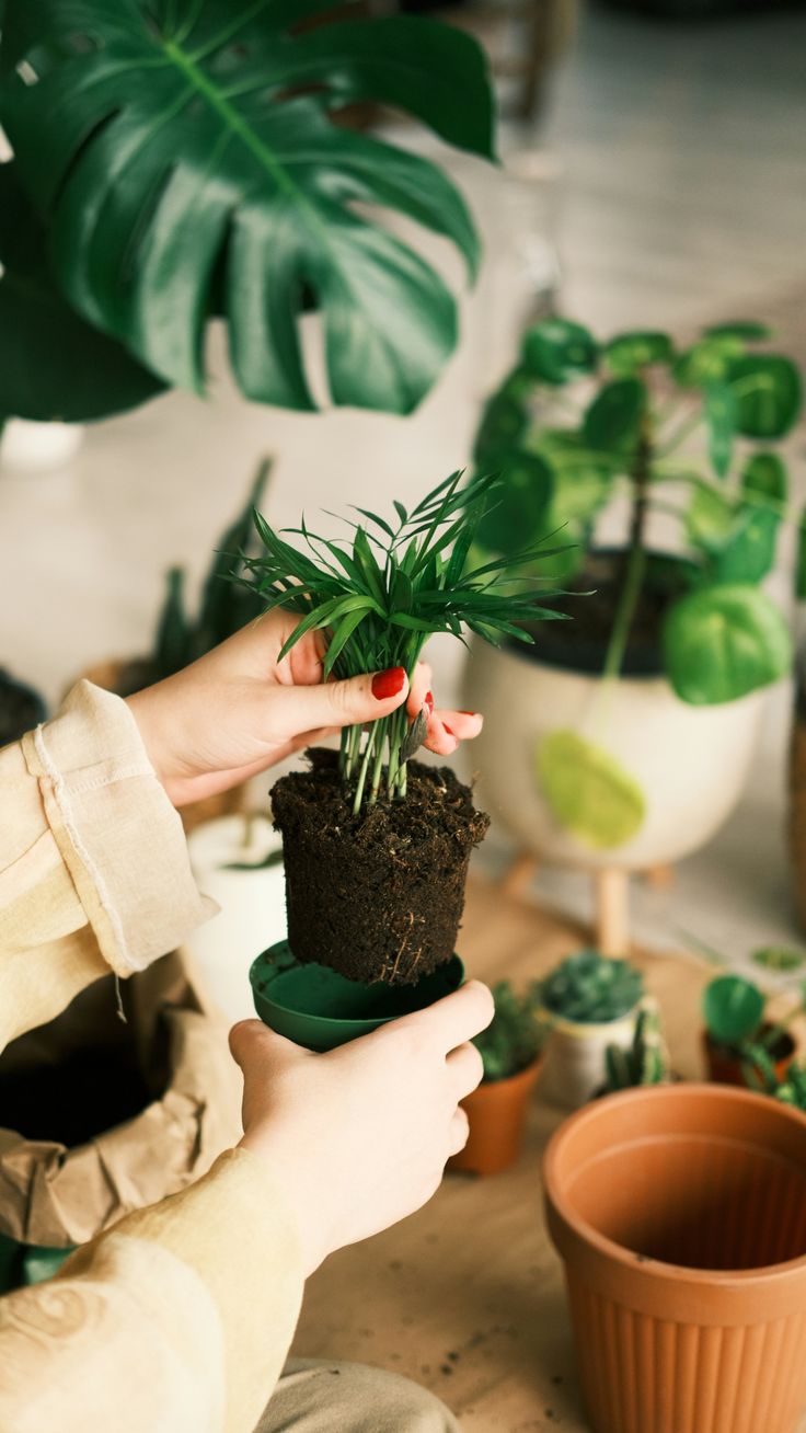 How to Choose the Perfect Planter: Style, Material, and Care Tips